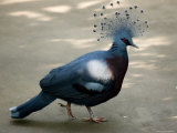 Victoria Crowned Pigeon  Asheboro  North Carolina