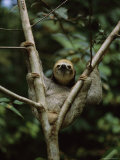 Three-Toed Sloth Nestles in the Crotch of a Young Tree  Costa Rica