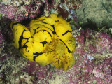 Yellow Nudibranch or Sea Slug  Notodoris Minor  Mating  Solomon Islands
