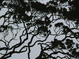Silhouette of Interlocking Tree Branches in Rainforest  Borneo