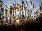 Sunset Through the Tall Grasses of Chesapeake Bay Wetlands