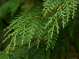 Yellow Cedar Branch and Rain Drops  Alaska