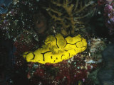 Yellow Nudibranch or Sea Slug  Notodoris Minor  Solomon Islands