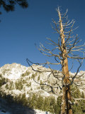 Snow Covered Tree with Snow Covered Mountain Range Background  California