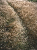Wild Grass in Marin County  Marin  California