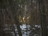 Trio of Wild Does Pause in a Spot of Sunlight