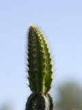 Upward View Close-Up of a Barrel Cactus  California
