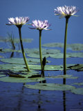Water Lily Flowers Bloom from a Wetland Oasis in the Top End  Australia
