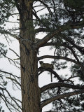 Two Mountain Lions Rest in the Ladderlike Branches of a Pine Tree
