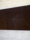 Spider Web in Wood Beams  California