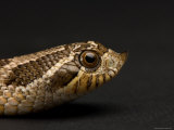 Western Hognosed Snake at the Sunset Zoo