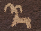 Wolfe Ranch Ute Petroglyph Panel of Bighorn Sheep  Utah