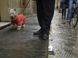 White Dog in the Street  Florence  Italy