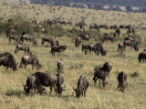 Wildebeeste Herd Feeding on a Vast Savannah Plain During Migration