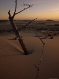 Twilight View of Driftwood in Dunes  Oregon