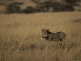 Warthog Portrait on Savannah Grassland with Large Tusks and Ears Alert  Serengetti  Tanzania