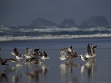 Seagulls on the Beach of Three Arch Rocks National Wildlife Refuge  Oregon