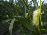 Sweet Corn Growing on the 4th of July in Kansas