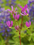 Shooting Star Wildflowers in Boggy Meadow  Alaska