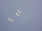 Three White Ibises White Ibis Soar over Tampa Bay