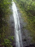 The Manoa Falls Waterfall in Honolulu  Hawaii