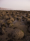 Tide Pool Rocks at Sunset with Coastline in the Background  California
