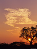 Sunset Through a Silhoetted Acacia Tree  South Africa