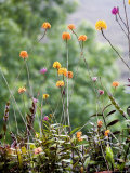 Wild Orchids