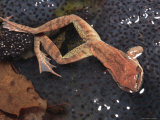 Wood Frog Finishes Laying Her Eggs in a Vernal Pool