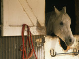 White Horse Sticks his Head Out of his Stall