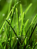 Blades of Grass with Dewdrops