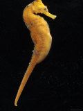 Yellow Caribbean Seahorse  Baltimore  Maryland