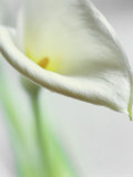 A White Calla Lily