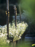 White Camomile in Garden