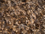 Winter's Carpet of Dried Autumn Leaves