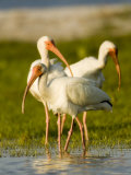 White Ibises Preening in Mangrove Shallows  Tampa Bay  Florida