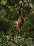 Young Orangutan Swinging from a Tree Branch