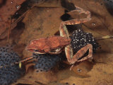 Woodfrog Finishes Laying Her Eggs in a Vernal Pool