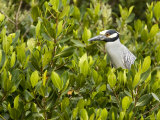 Yellow-Crowned Night Heron in a Mangrove Tree  Tampa Bay  Florida