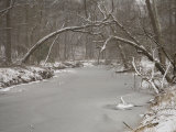 Winter View of Rock Creek  A Tract of Nature in the Nation's Capital
