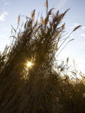 Wetland Tall Grasses Filter Evening Light on the Chesapeake Bay