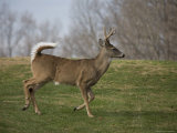 Wild Buck on the Run