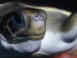 Vulnerable Flatback Sea Turtle Held in its Keepers Hands  Australia