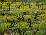 Vines Among Mustard Flowers  Magill  South Australia