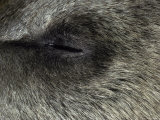 Young Endangered Syrian Brown Bear Cub Sleeps after a Vet Anaesthetic  Melbourne Zoo  Australia