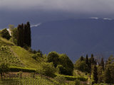 Vineyards on a Hillside with Mountains and Dramatic Sky in Background  Asolo  Italy
