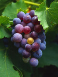 A Bunch of Grenache Grapes on the Vine  Australia