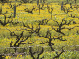 Old Vines Among Mustard Flowers in Southcorp  Australia
