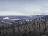 Vineyard Overlooks the City and the Rhone River  France