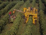 Working a Vineyard in the Finger Lakes